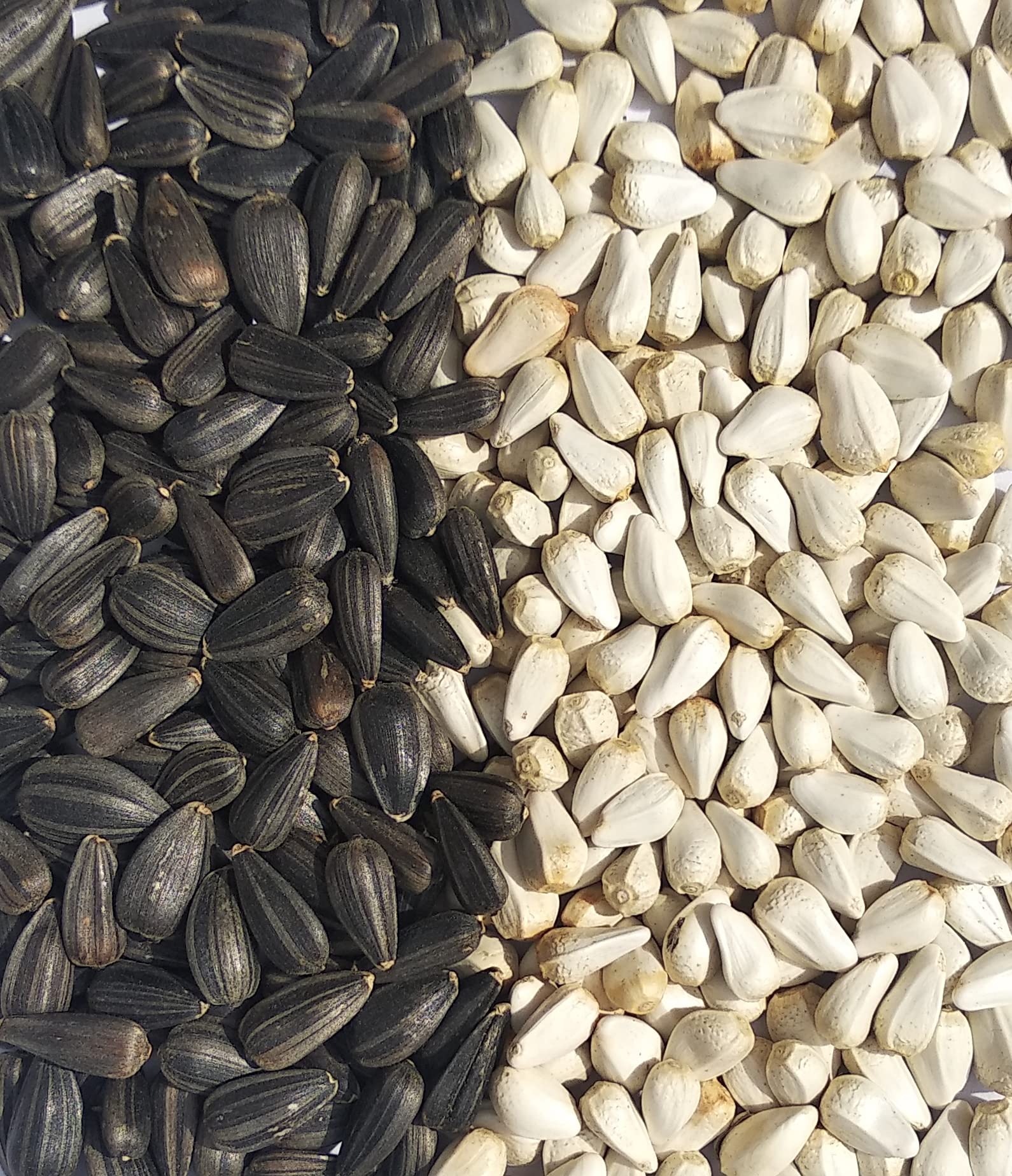 See full amazon price history chart for Wings Classic Seed Mix (Sunflower & Safflower Seeds) Bird Food for Macaws, African Grey, Conures, Cockatiels, Cockatoo | 700gm Wings Classic Seed Mix (Sunflower & Safflower Seeds) Bird Food for Macaws, African Grey, Conures, Cockatiels, Cockatoo | 700gm (B09C6KBBCS) Amazon Price History, Amazon Price Tracker