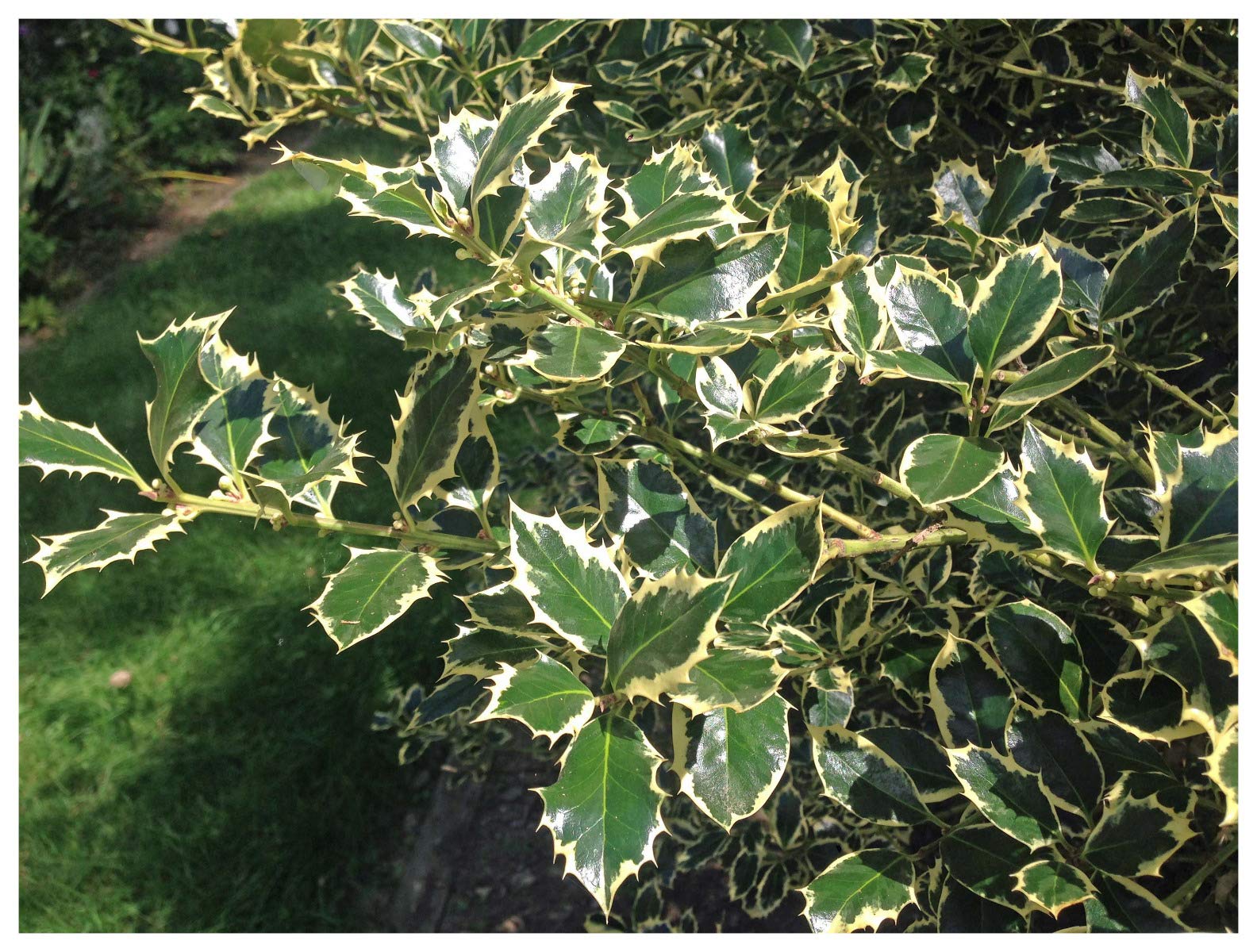 Ilex aquifolium Silver Queen, Variegated Holly Plant in 9cm Pot