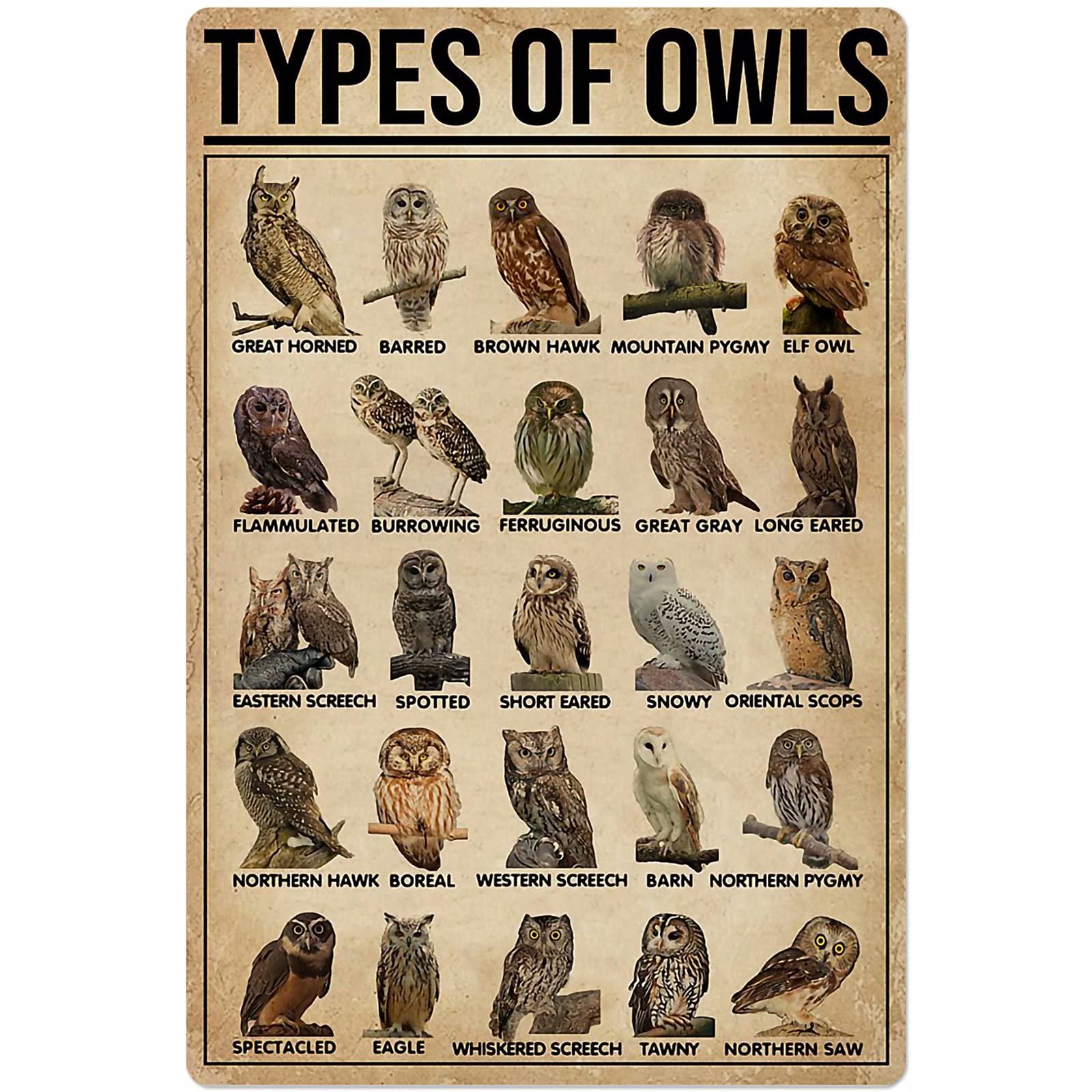 Yivxa Style-1360 Funny Metal Signs Types Of Owls Tin Sign Knowledge Science Poster Information Table Aquarium Home Farm School Tin Sign Art Wall Metal Decor Funny Signs 8X6 Inch