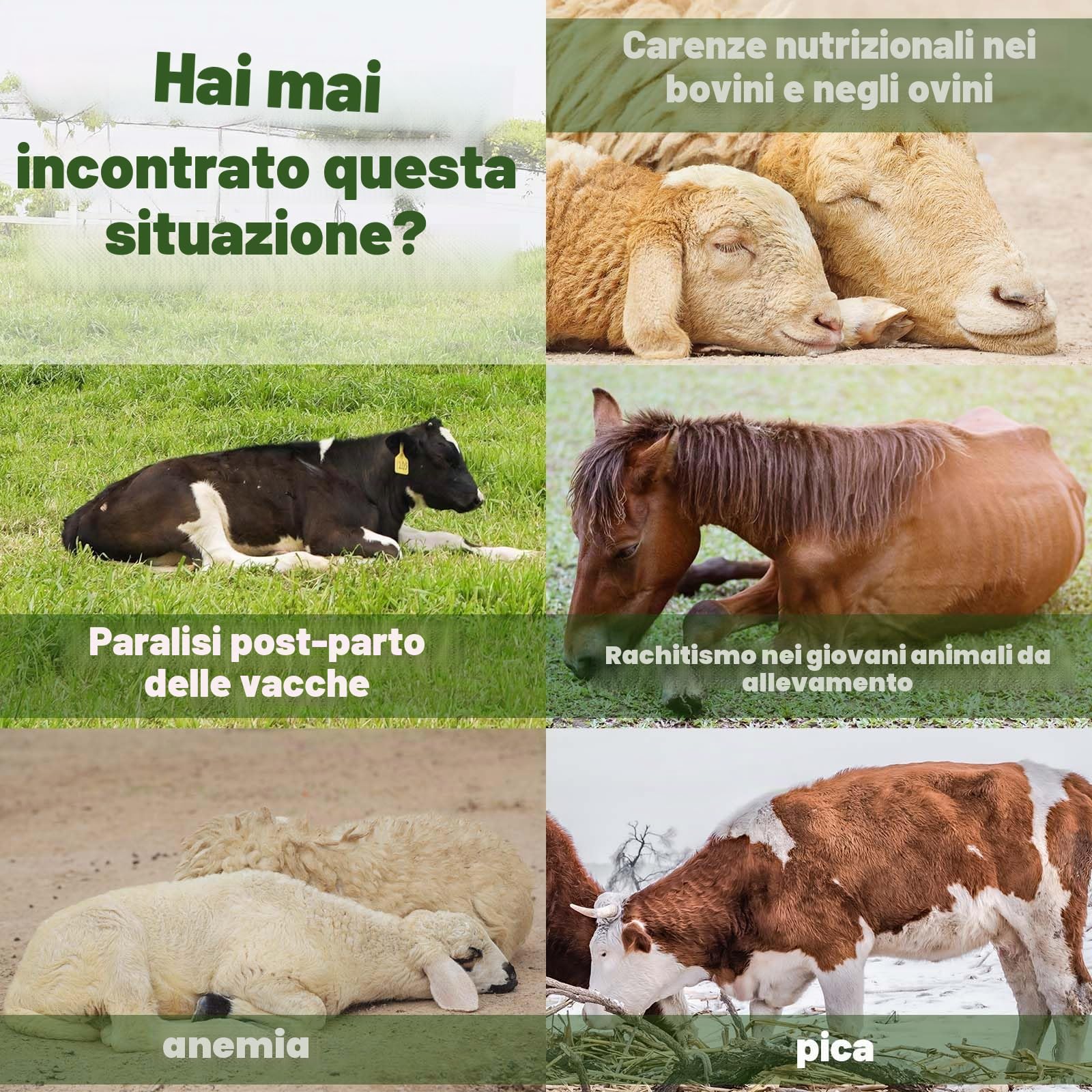 Blocco di Sale dell'Himalaya per Cavalli 1.7kg, Sali Minerali Naturali per Cavallo, Bovini, Caprini, Cervo