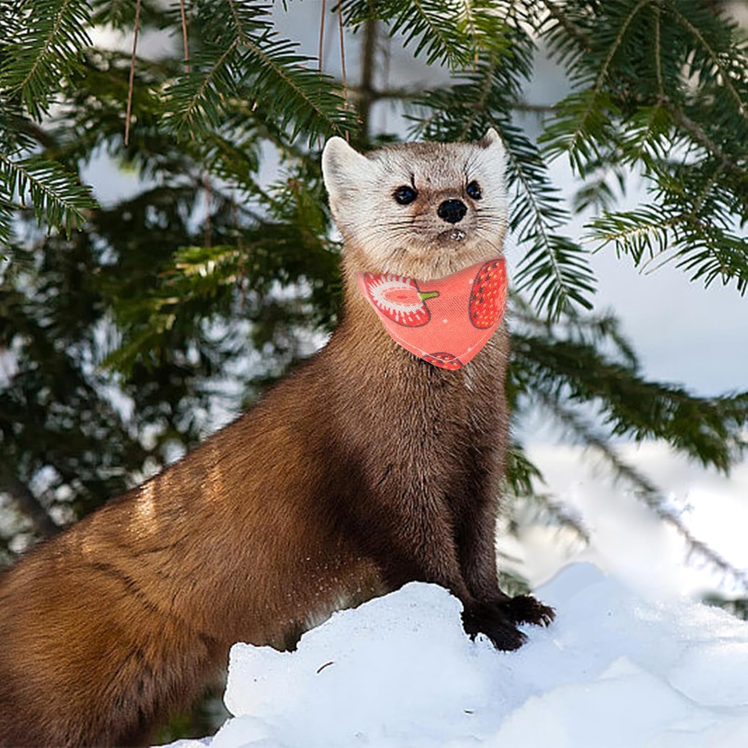 2-Pack Ferret Bandana Collar & Bibs, Quick Release Buckle, Fruit Pattern, Small Size, Red & Pink