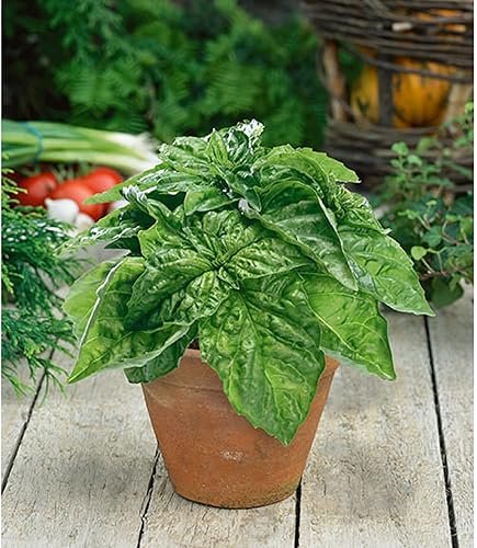 Miniatura 6 de CHUXAY GARDEN 1000 semillas de hoja de lechuga y albahaca, hojas enormes Ocimum Basilicum sabor único suave hierba culinaria dulce planta comestible