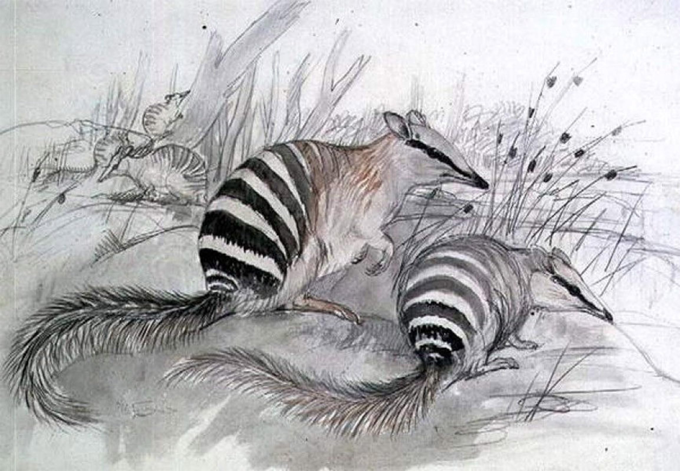 SERENDIPITP Vintage Wall Art Canvas Nordic Poster Canvas Print Picture Animal Bird Banded Anteater by John Gould Wall Art Poster for Home Decor 60x90cm