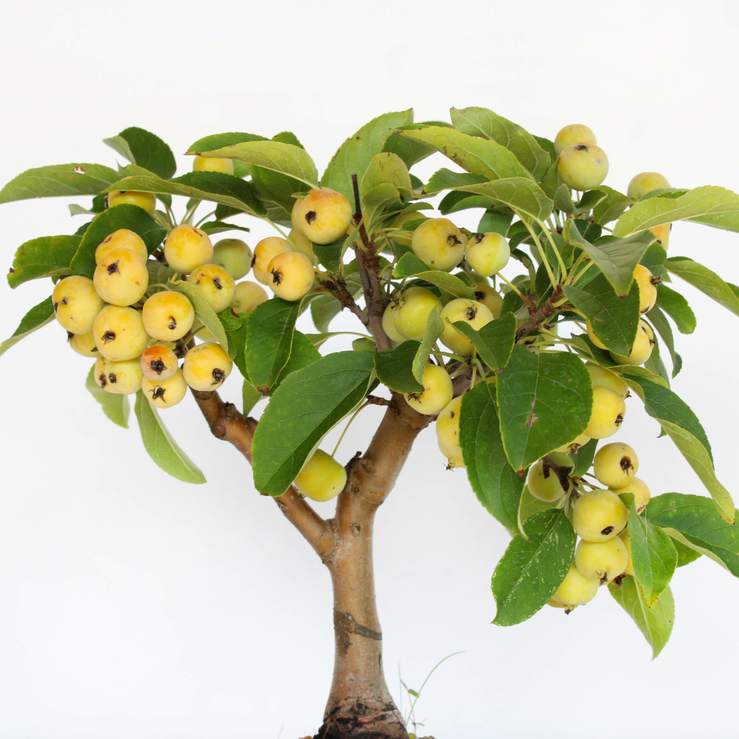 KENTIS - Bonsai di Melo - Malus Sp. - Pianta Vera da Frutto da Esterno - Piante da Giardino Balcone Terrazzo - H 25/35 cm Vaso in Ceramica 21 cm