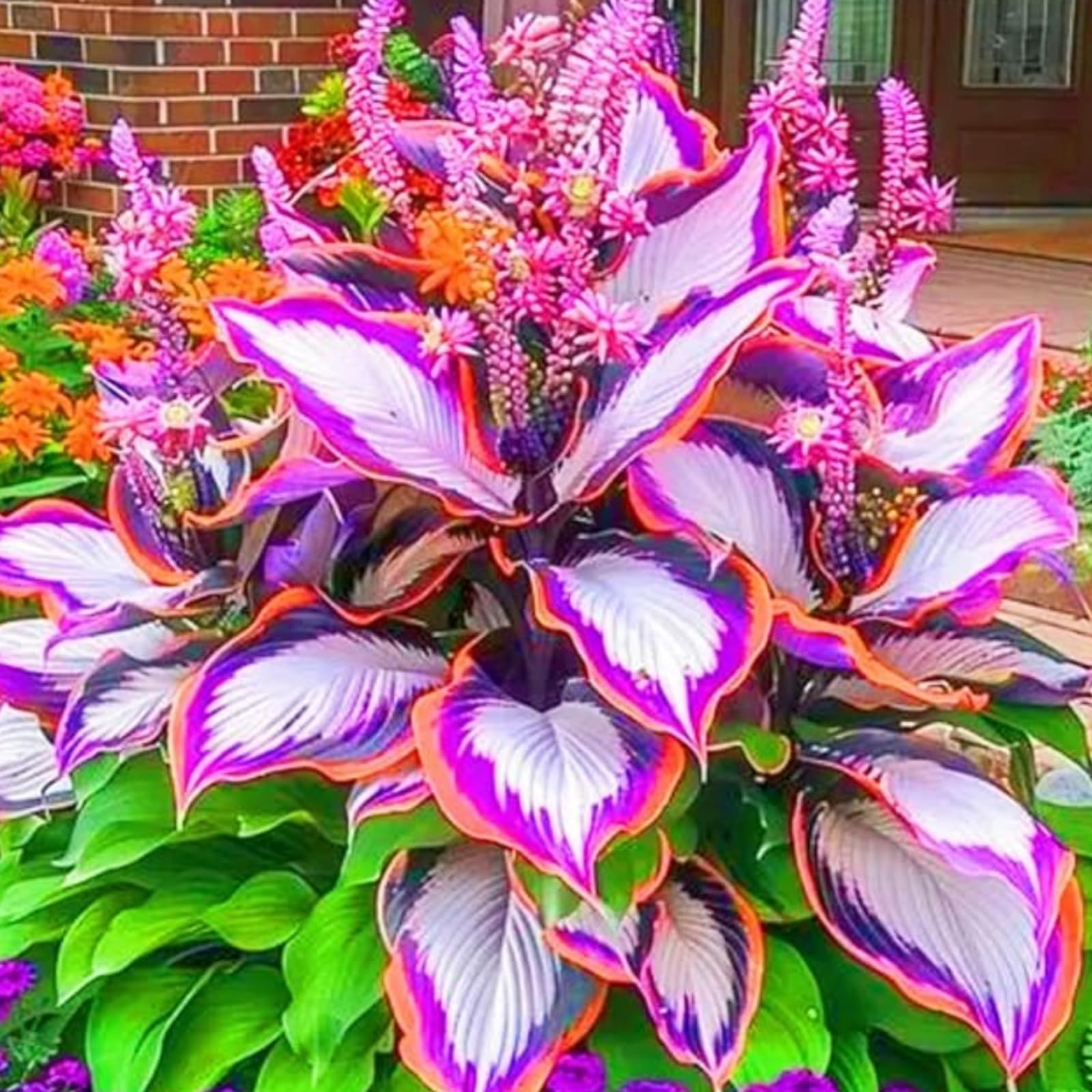 Brilliant Midnight Blue Hostas-Hosta Plants for Sale,Ornamental Flowers,Wedding Flowers,Vibrant Hosta Bulbs Live,Hardy Perennial.-6Bulbs-f