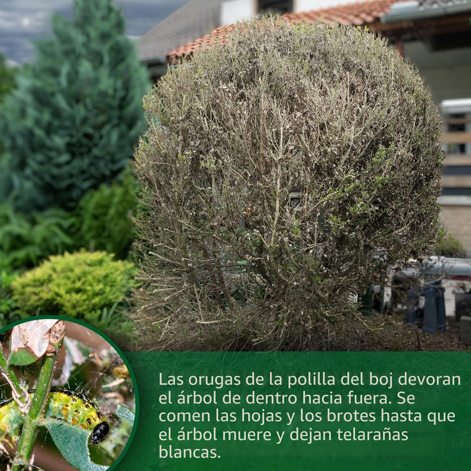 Gardigo® Trampa para Polillas del Boj con Atrayente de Feromonas | Incluye 4 dispensadores de atrayentes | Antipolillas Fácil de Usar sin Insecticida | Trampa contra la Polilla del Boj - 180m²