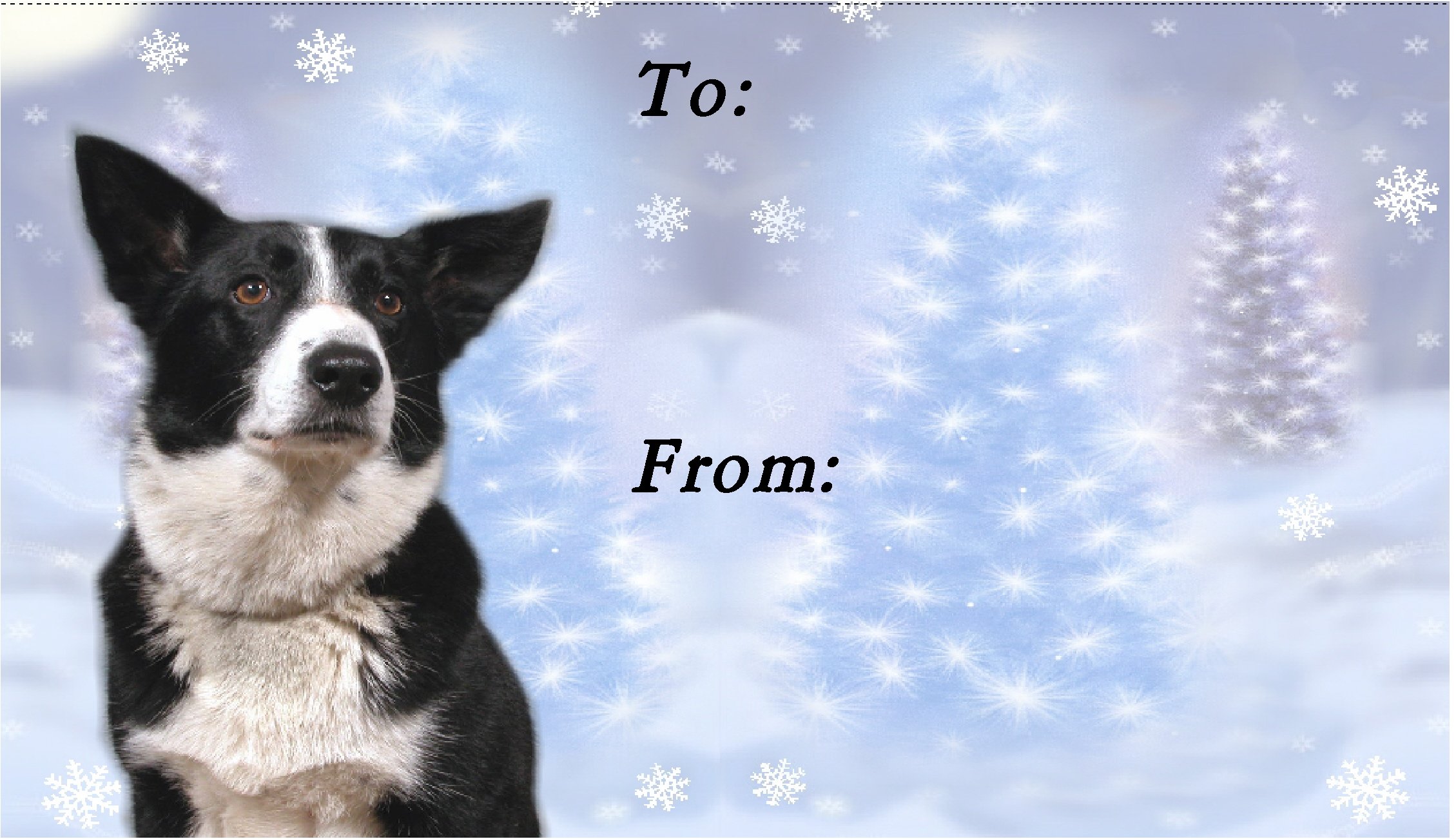 Border Collie Dog No. 4. Design Christmas Labels (42) - Self Adhesive