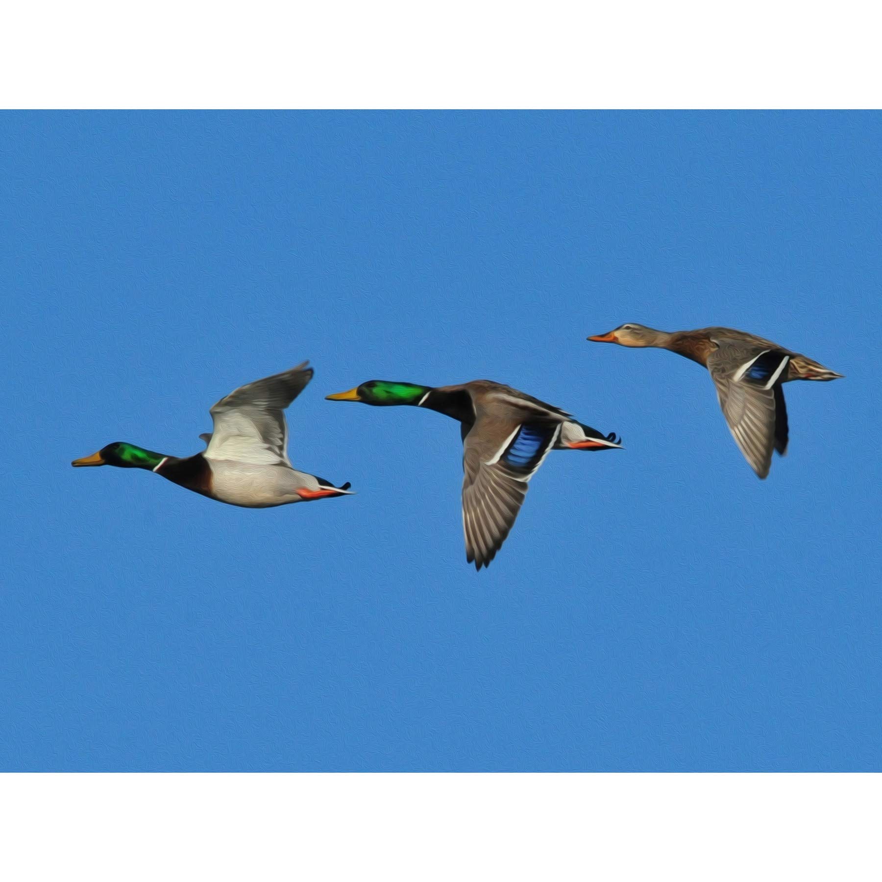 Wee Blue Coo LTD ANIMAL PHOTO BIRD MALLARD DUCK FLIGHT WALL ART PRINT PICTURE POSTER HP2622