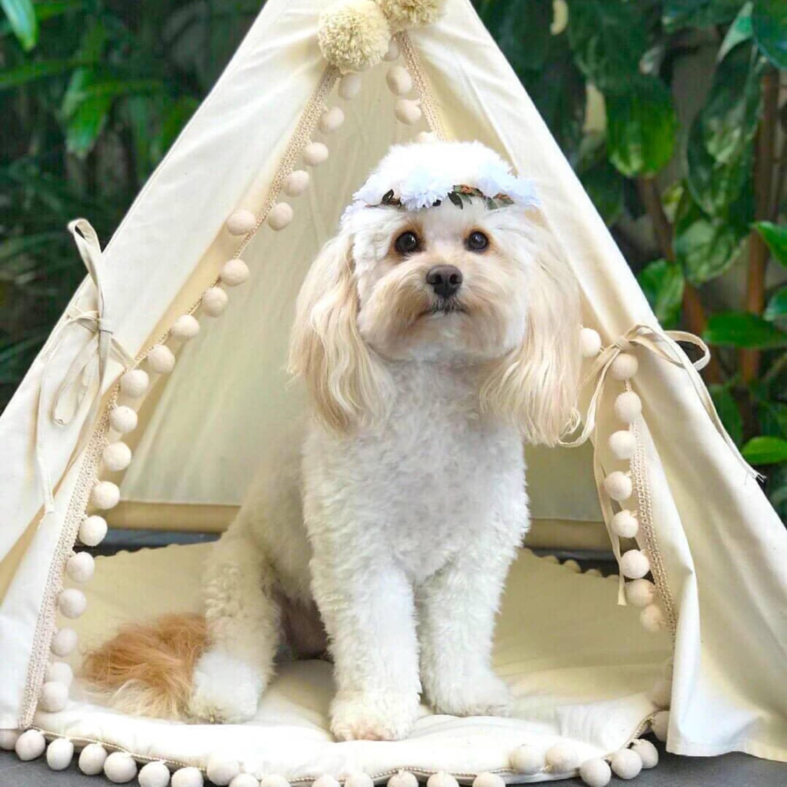 Lit Moderne pour Chien, Tipi pour Chien, Lit pour Chat, Tipi pour Chat, Tipi pour Animaux de Compagnie, Lits pour Chiens en Coton Naturel et Bois, Fabriqués dans l'UE ! (Taille M)