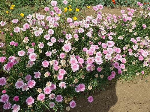Miniatura 3 de Botón de soltero, semillas rosas altas, 100 semillas, hermosas flores de color rosa brillante.