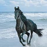 track mastering mixing Learn about Thoroughbred, Quarter Horse and Harness Racing