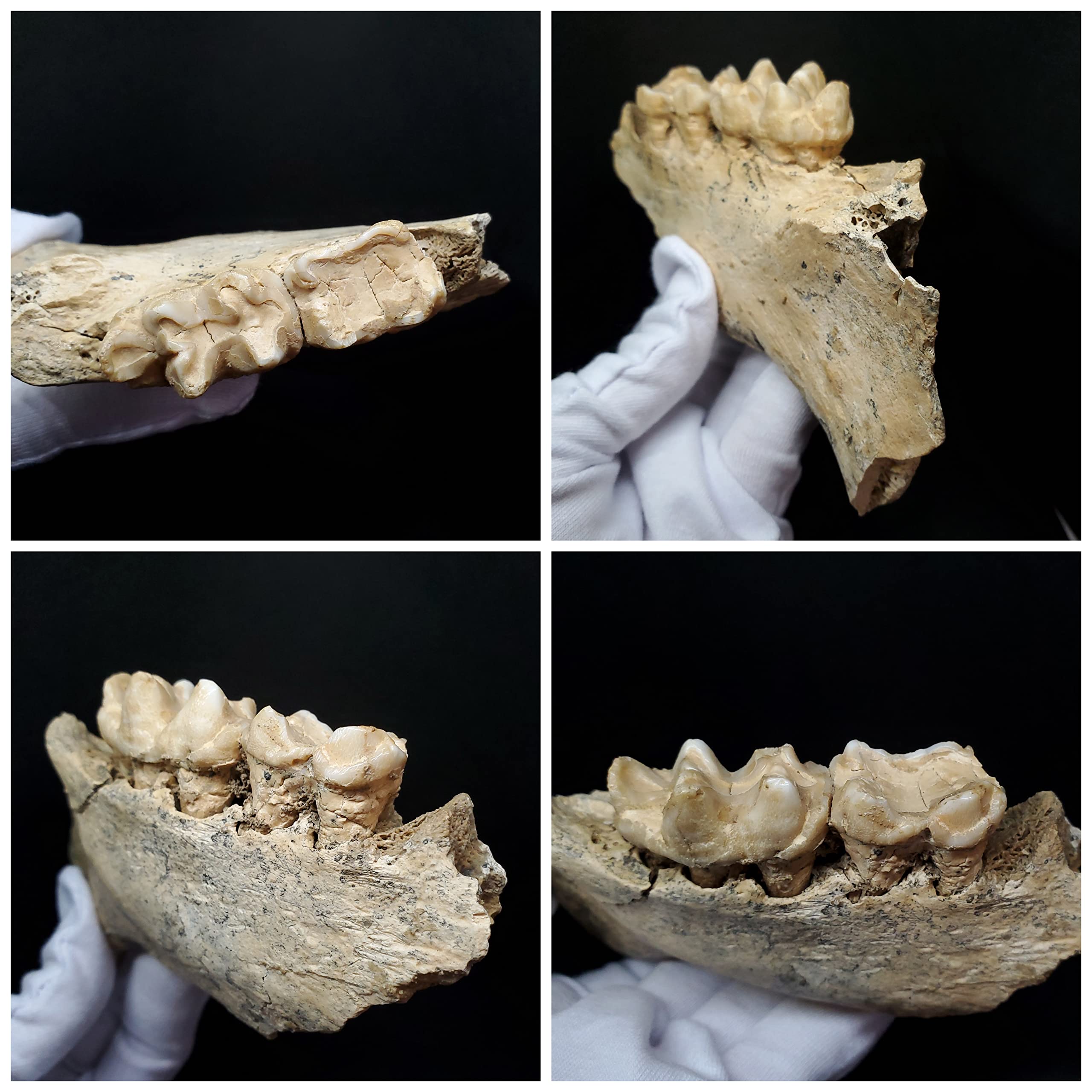 博物館級 キプロスドワーフカバ 化石 顎 本物 キプロス共和国 fr53 博物館級 キプロスドワーフカバ 化石 歯 本物 キプロス共和国 mm