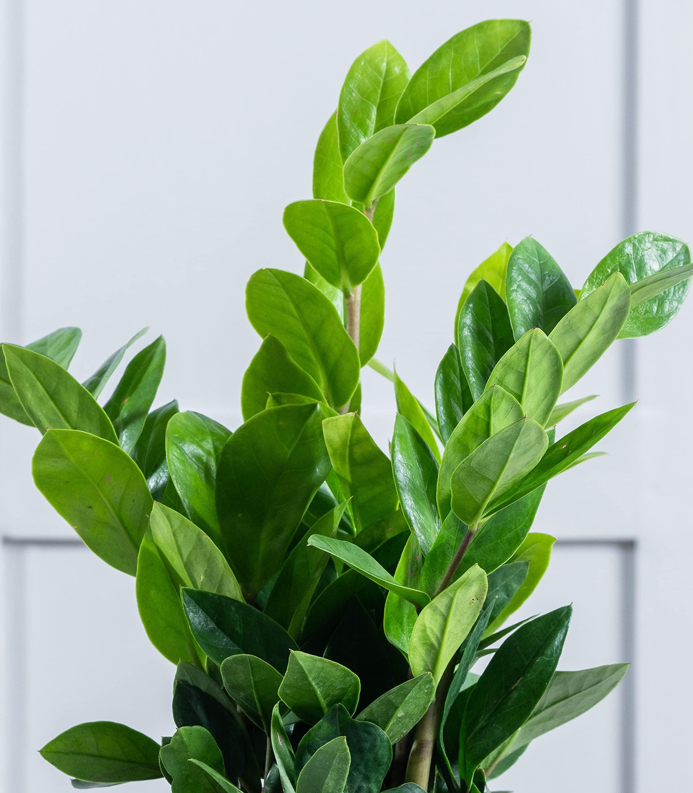 Nurturing Green® Indoor Live ZZ Plant In Glossy Black Plastic Pot (Size : Small) - Image 3 thumbnail