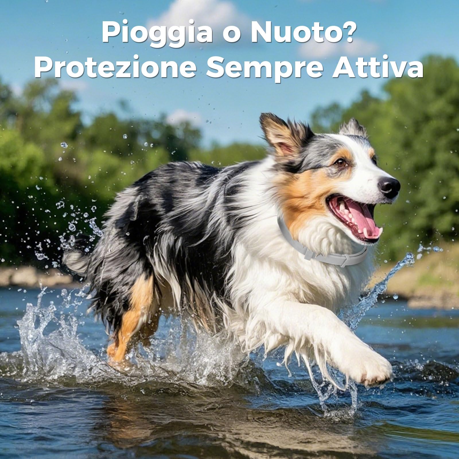 Collare Antiparassitario Per Cani, 69cm Impermeabile & Regolabile, Protezione Efficace per 8 Mesi Grigio