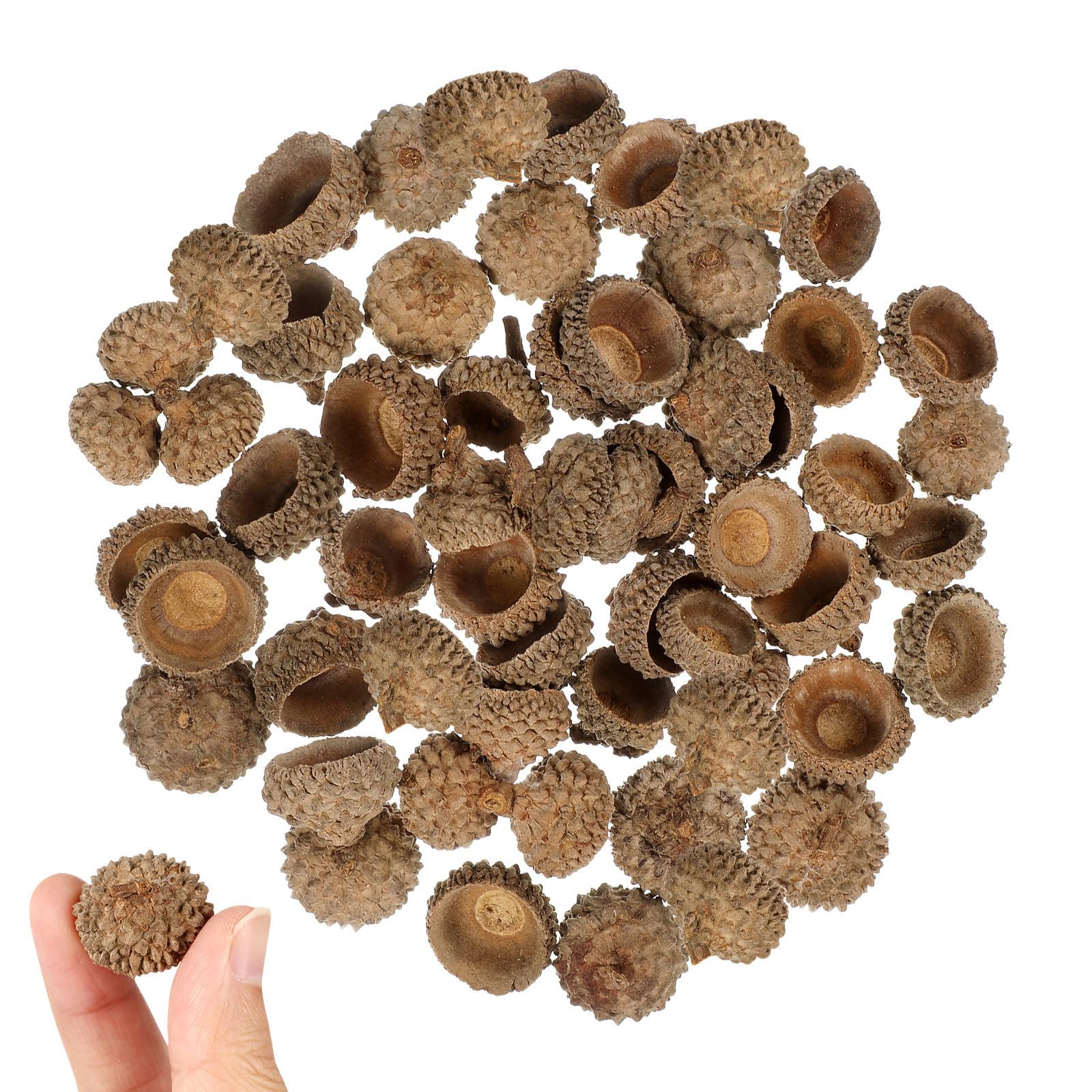 150pcs Natural Dried Acorn Caps for Crafts, 1 to 2.5cm Holiday Decor