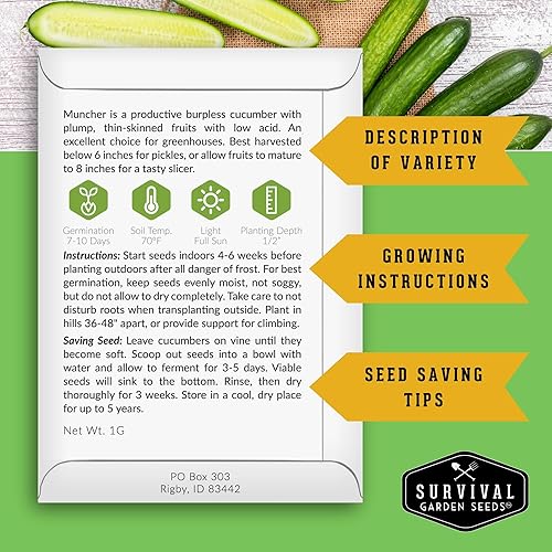 Miniatura 2 de Paquete de 3 semillas de pepino Muncher para plantar, paquete con instrucciones para cultivar pepinos en rodajas sin eructos en tu huerto casero,
