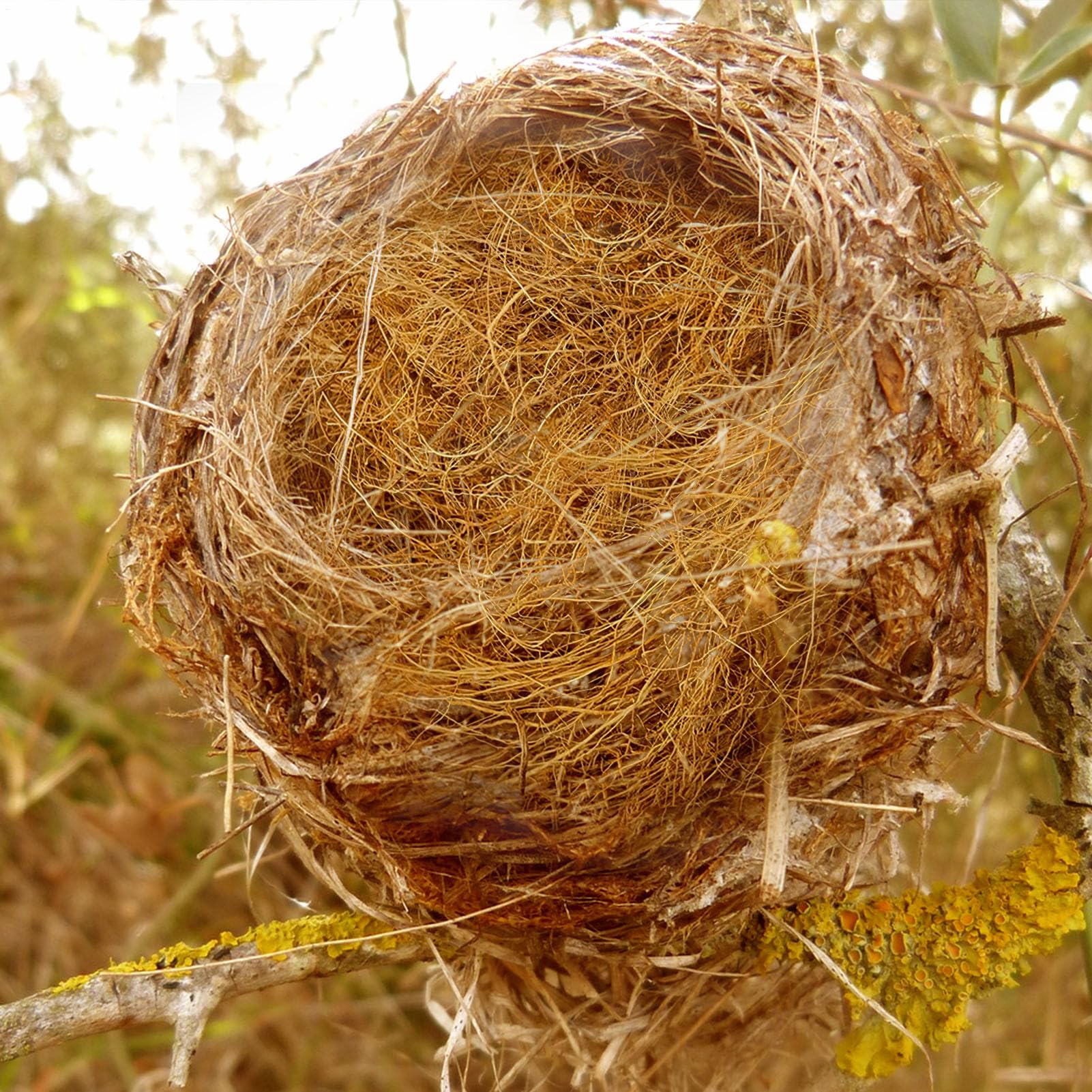 de fibra de coco y cubierta del suelo para aves | Ropa de cama 100% natural segura para forros de jaula de pájaros y animales pequeños | Disponible en tamaños 250 g y 500 g