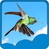 Hummingbird Live Wallpapers