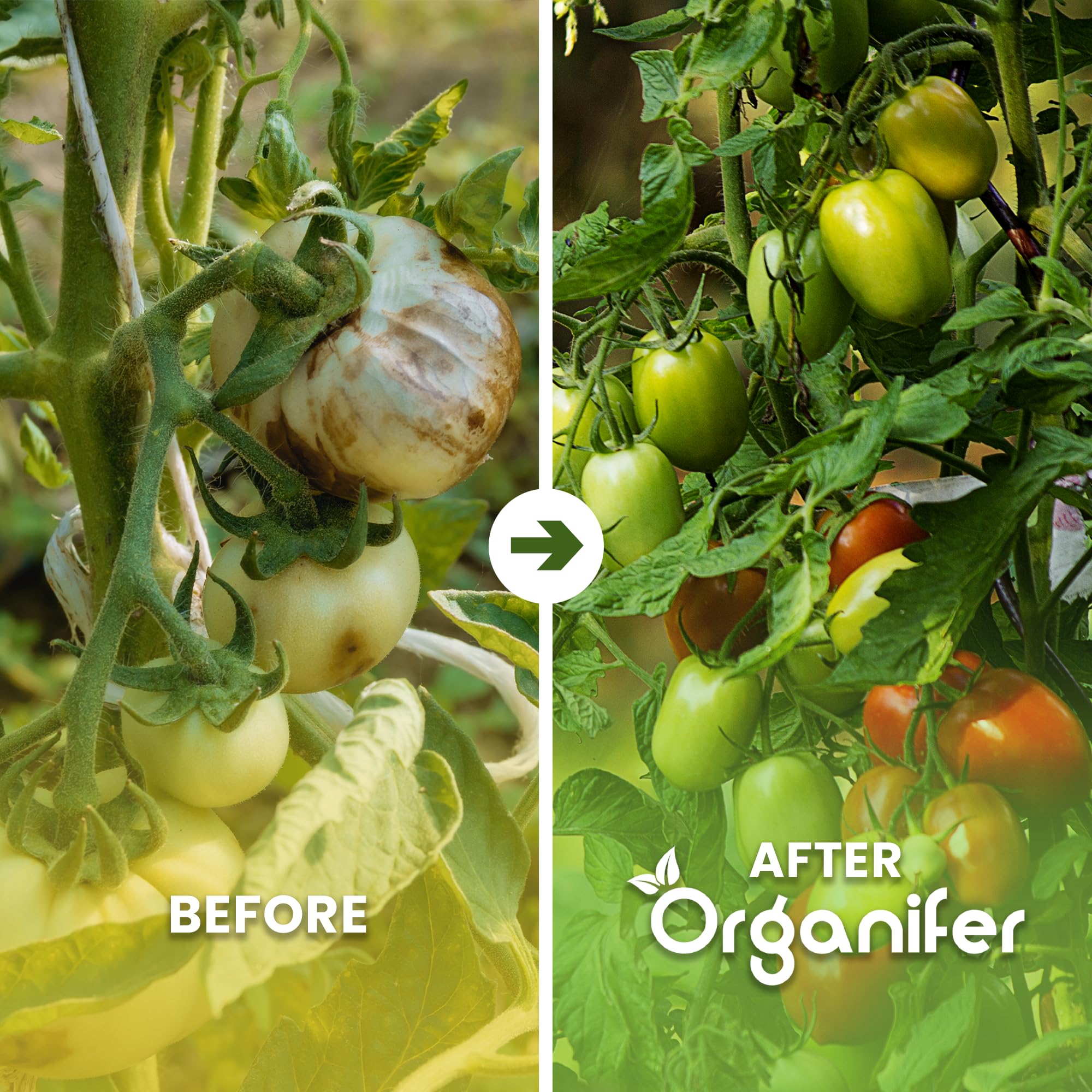Engrais Pour Fruits, Tomates, Herbes Aromatiques Et Légumes - Tout-En-Un - 10 Kg Pour 200 M2 - Granulés Pour Une Croissance, Des Rendements Élevés Et Un Goût Délicieux - Organifer