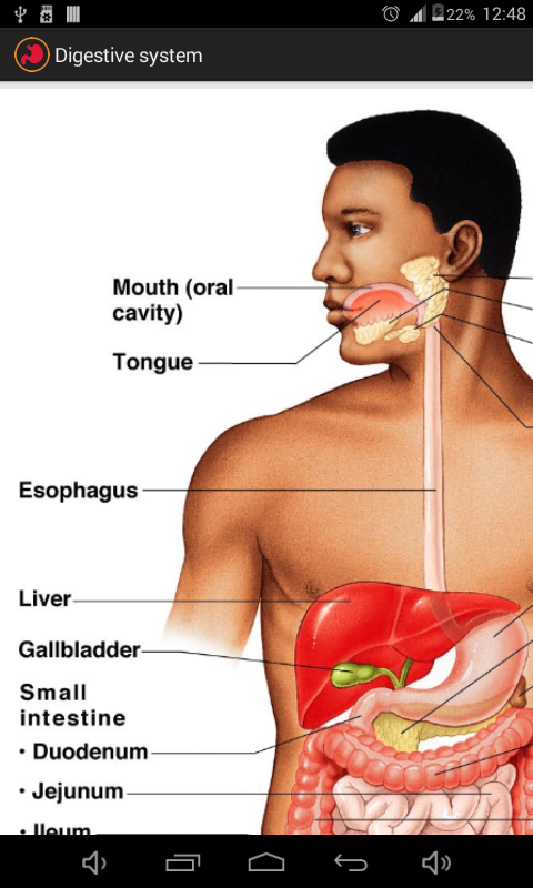 Digestive system - App on Amazon Appstore