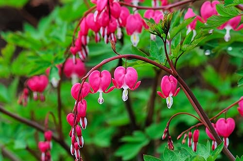 Bulbos de plantas de corazones sangrantes para plantar no semillas obtén bulbos fáciles de cultivar - Dicentra Spectabilis 3 bombillas