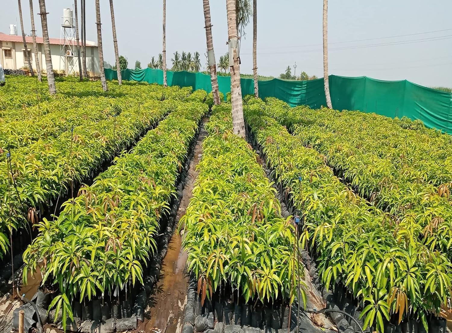 EverSneh Sindhu Mango Plant - Organic Seedless Variety | Healthy Grafted Live Fruit Plant for Home & Garden | Sweet & Juicy Mango in Black Plastic Pot. 3