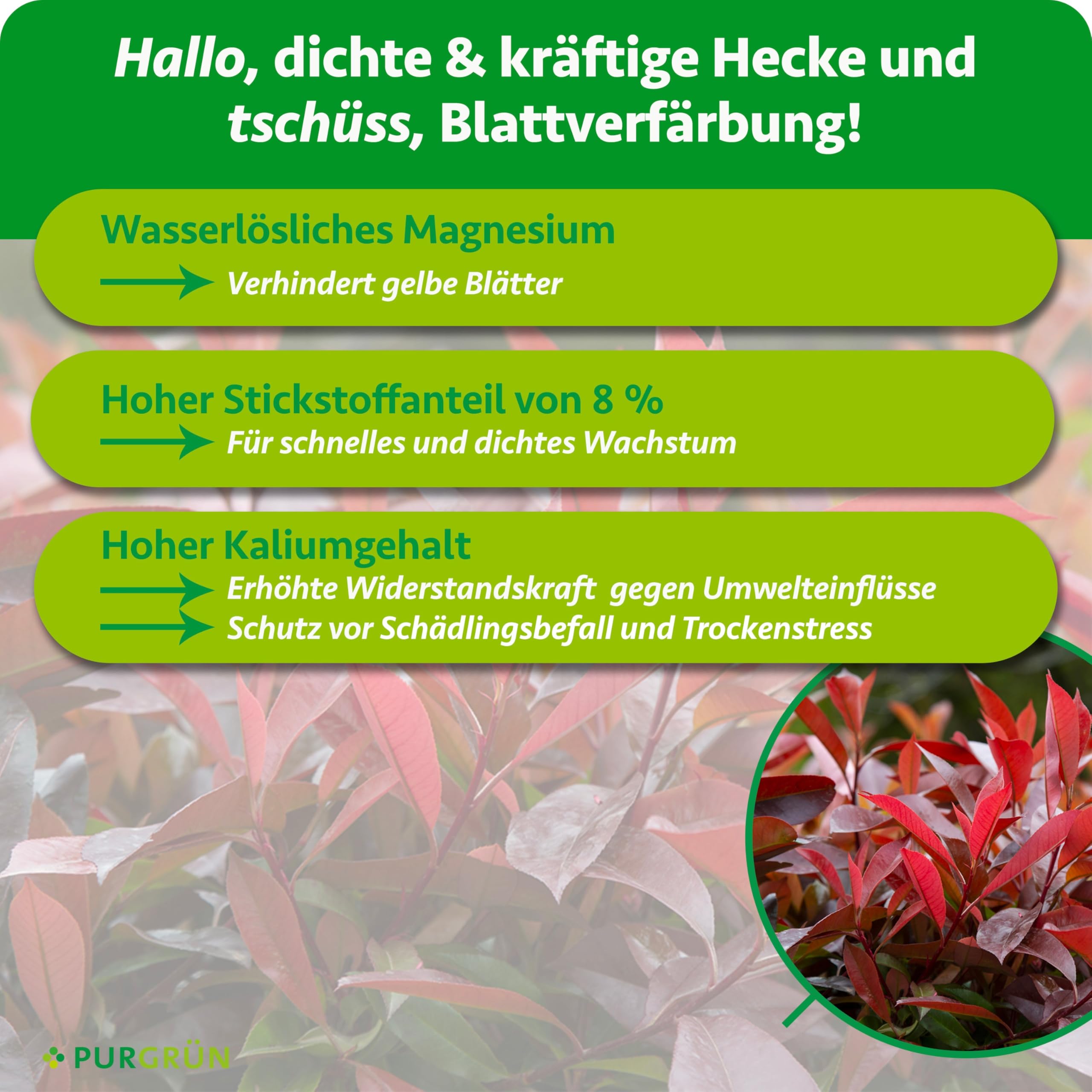 Glanzmispel-Dünger 1 kg – Organisch-mineralische Rezeptur – Feinkörniges Krümelgranulat – NPK 8+4+5 – Extra Magnesium für eine leuchtende Blattfärbung – Verbessert die Bodenqualität