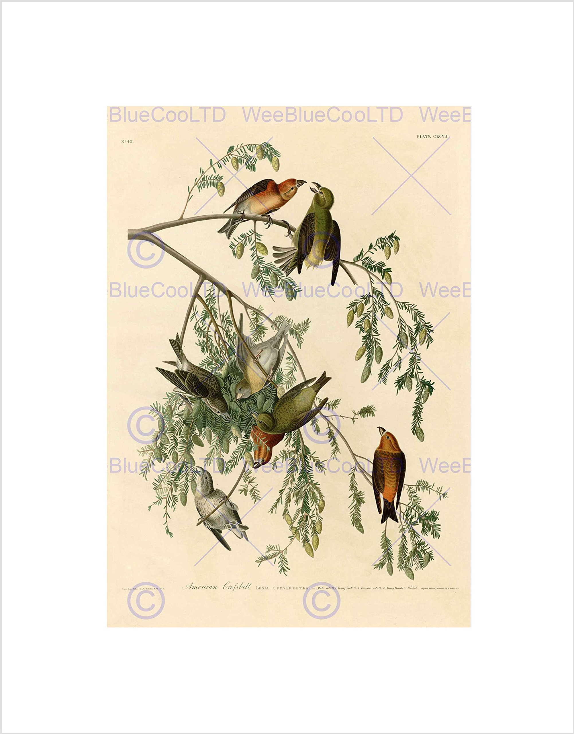 Wee Blue Coo Birds America Audubon American Crossbill Picture Wall Art Print