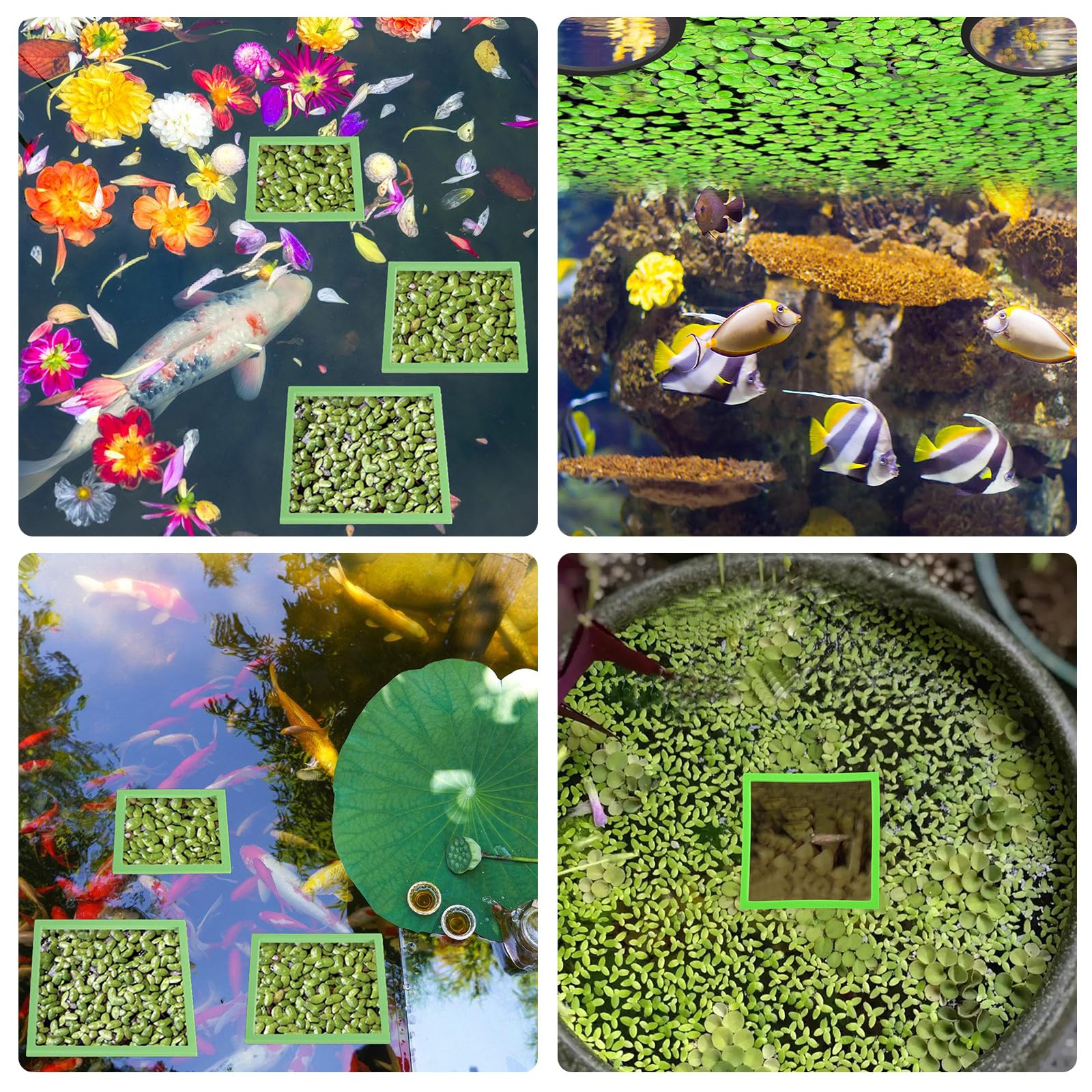 HUANGANG Aquarium Floating Plant Rings Fish Feeding Rings Round Square Size Floating Plant Aquaponic Plant Cultivation