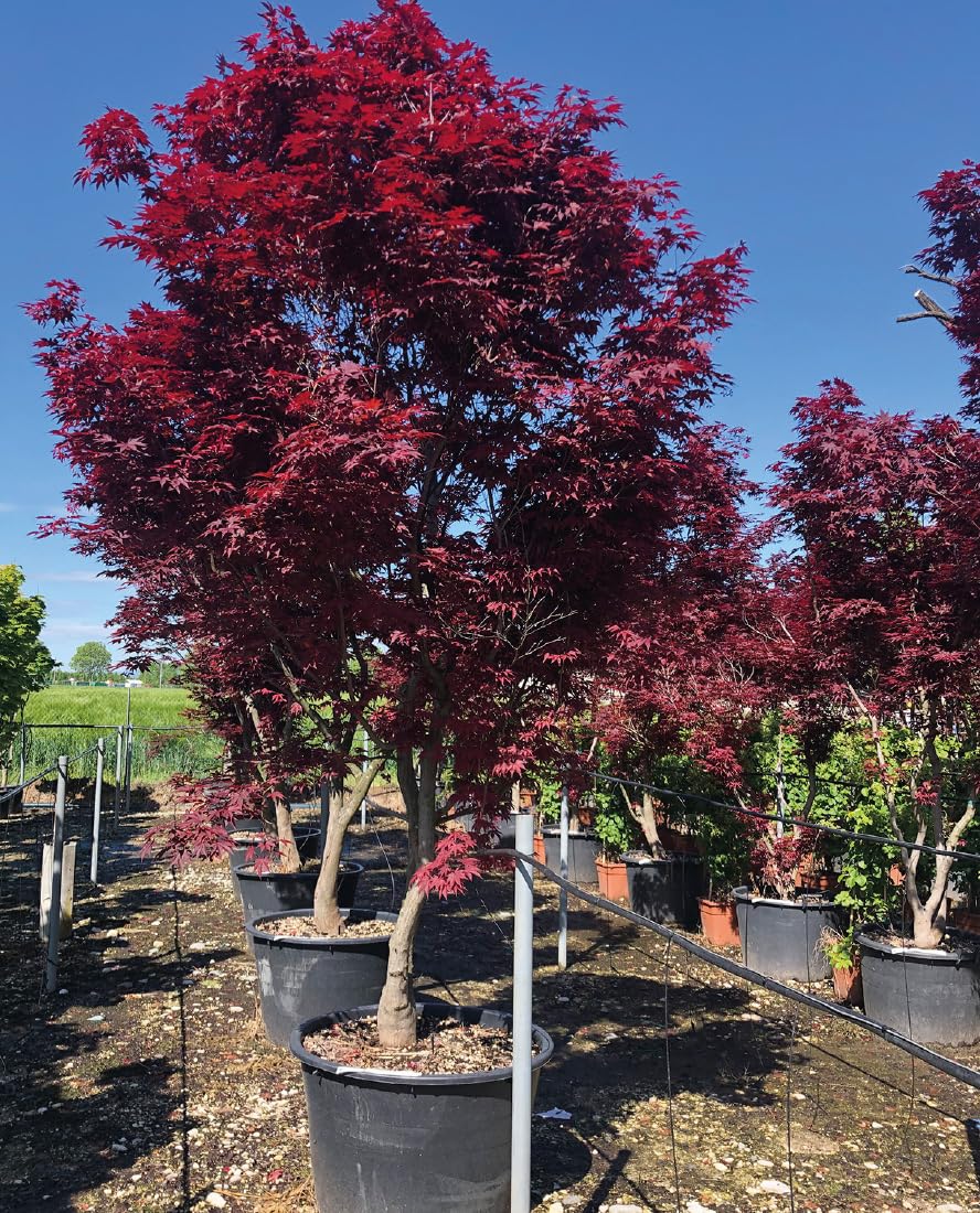 Acero rosso giapponese Acer palmatum Fireglow FG1 pianta in mastello ø40 cm h. 120/140 cm