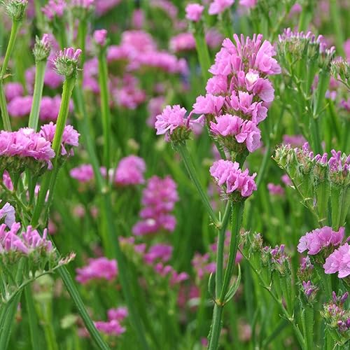 Miniatura 8 de Outsidepride Limonium Statice Apricot Flores eternas cortadas para jardín para arreglos secos y ramos - 1000 semillas