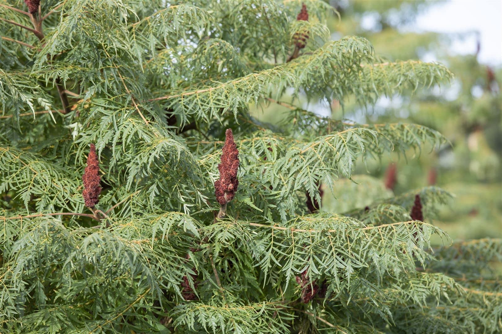 Essigbaum Rhus typhina Dissecta 60-80 cm Solitaergehoelz winterhart