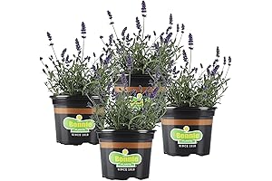 Bonnie Plants Lavender Live Edible Plants (4-Pack)