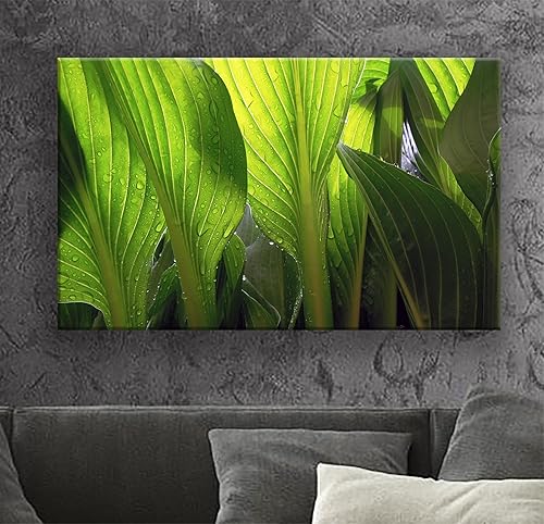 Miniatura 1 de BoxColors Single Panel 20x30 inches Canvas Prints Wall Art Pictures green nature plant water drops tropical relax Framed Decor Living Room Bedroom