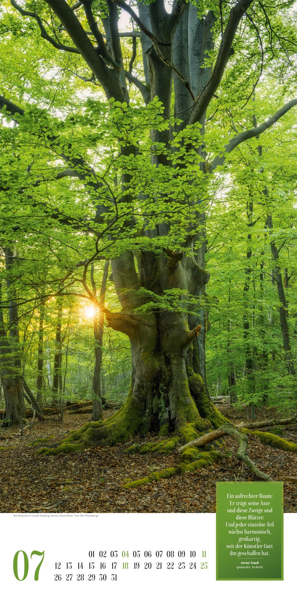 Mythos Wald Literatur-Kalender 2027: Abwechslungsreicher Natur-Kalender im schlanken Hochformat (33x66 cm) | Wald-Motive mit Zitaten