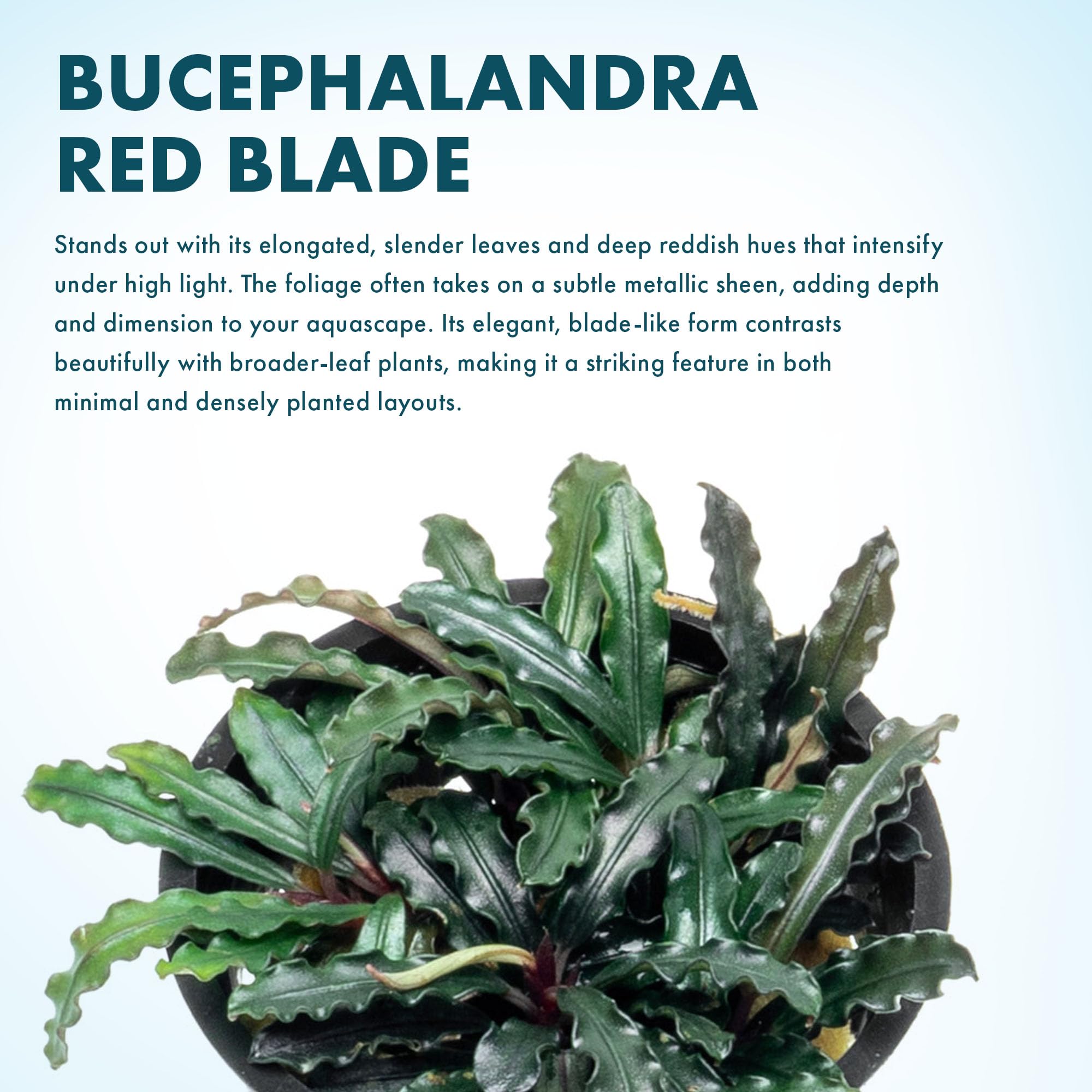 Amazon.com: SubstrateSource Bucephalandra Red Blade Potted Live