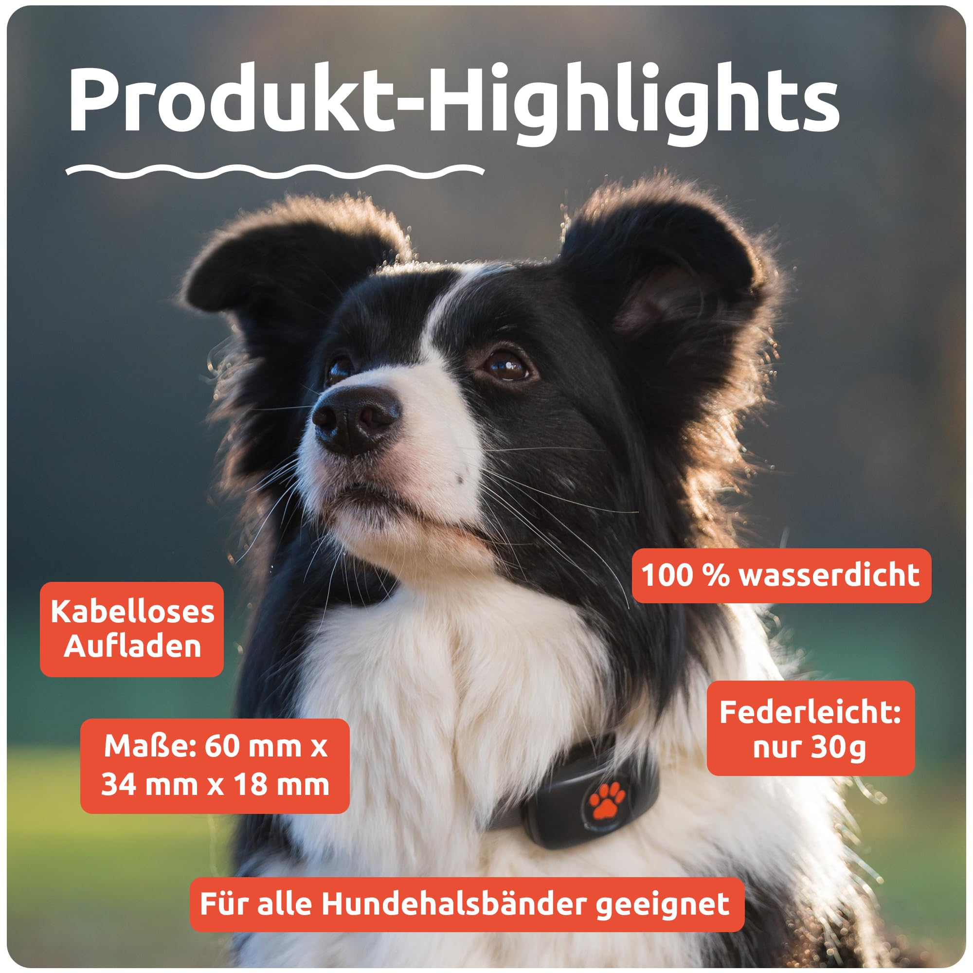 Pitpat GPS Tracker für Hunde ohne ABO Gebühren Satellitenortung mit unbegrenzter Reichweite – Haustier Live Aktivitätstracking – Wasserdicht – für alle Hunde geeignet – Passt an jedes Hundehalsband