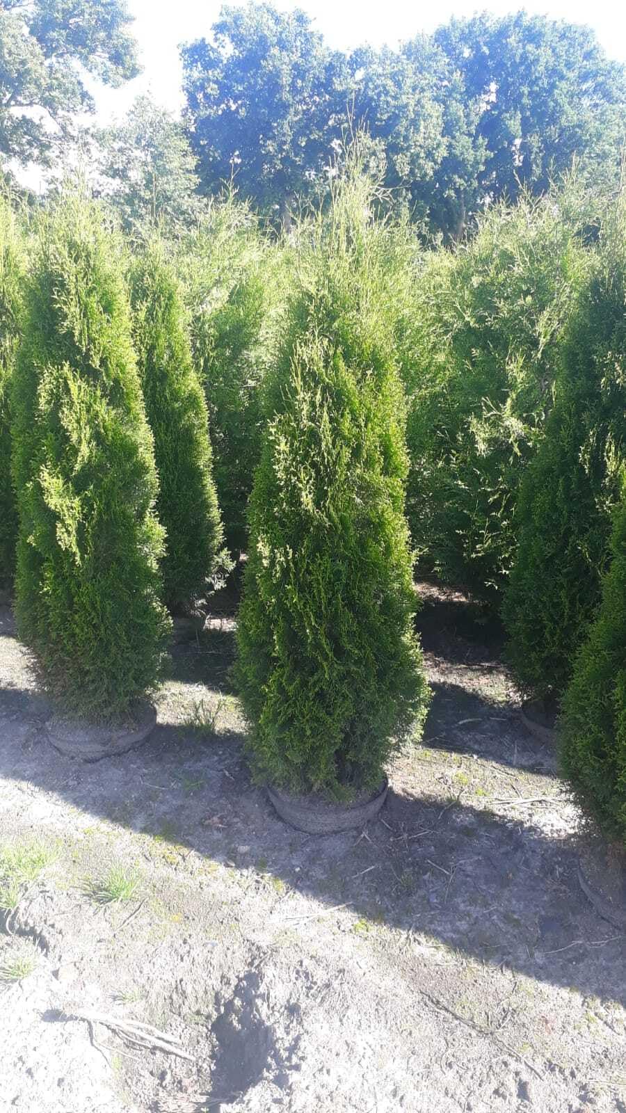 Lebensbaum Thuja occidentalis Smaragd 175-200 cm pyramidal winterhart