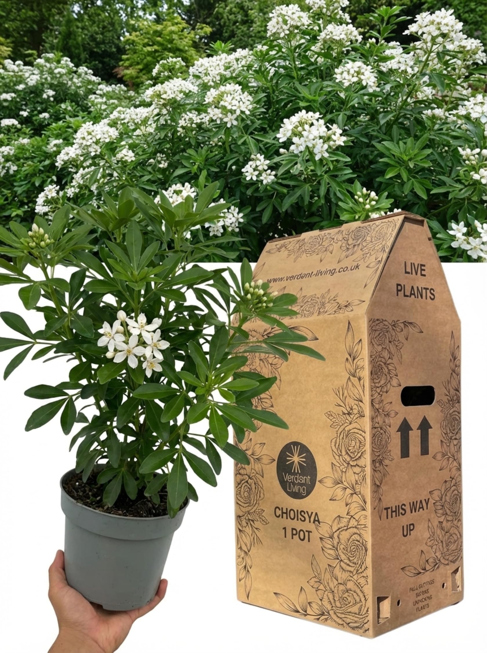 Choisya Greenfingers Plant in 3Ltr Pot – Fragrant Mexican Orange Blossom, Hardy Evergreen Shrub for Gardens, Borders, Patio, Containers – Low Maintenance, Scented, Fast Growing, Year Round Interest