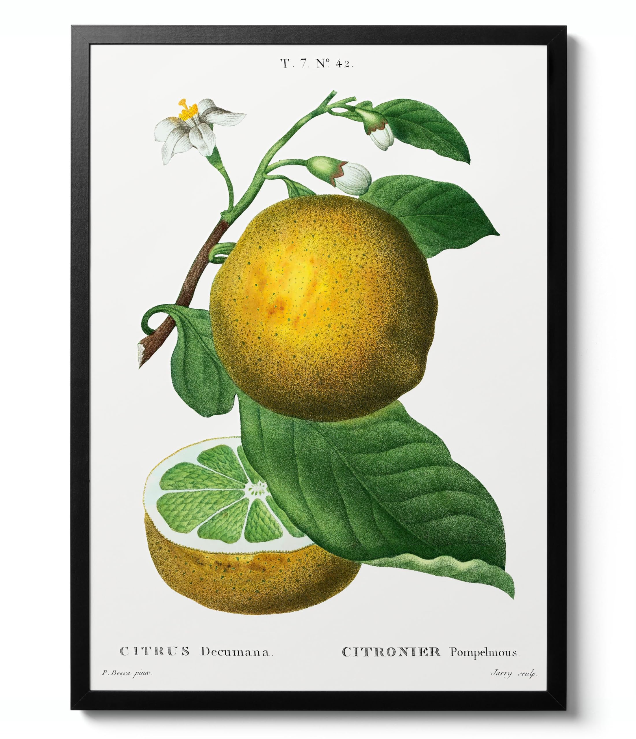 Grapefruit von Pierre-Joseph Redouté, Vintage-Kunstdruck, botanischer Illustrationsdruck, Obst-Thema, Wandkunst-Dekor, Poster für Sammler, archivarisch, matt, A2 (gerahmt), 59,4 x 42 cm