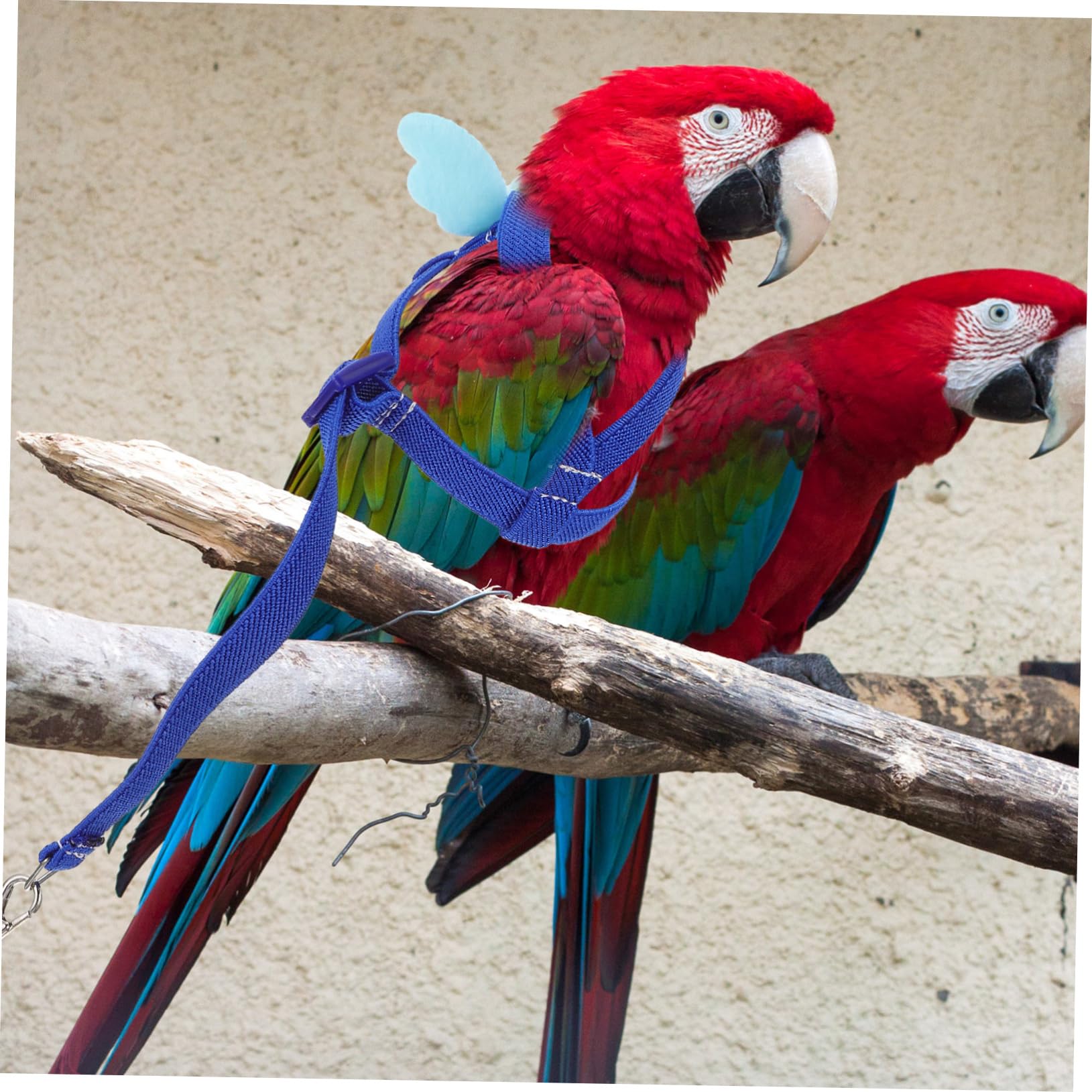 DOITOOL Juego De 5 Piezas Cuerda Voladora De Loro Arnés De Cuerda De Tracción Juguete De Conejo Correa De Conejillo De Indias Arnés De Adiestramiento De Pájaros Xuan Feng Mascota Paño