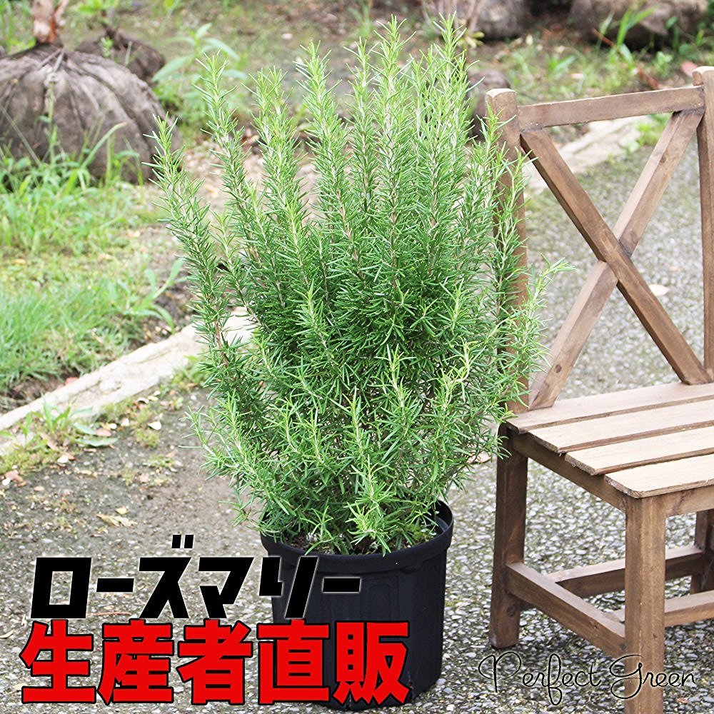 Amazon.co.jp: ボリューム有り ローズマリー 立性 鉢植え 観葉植物 苗