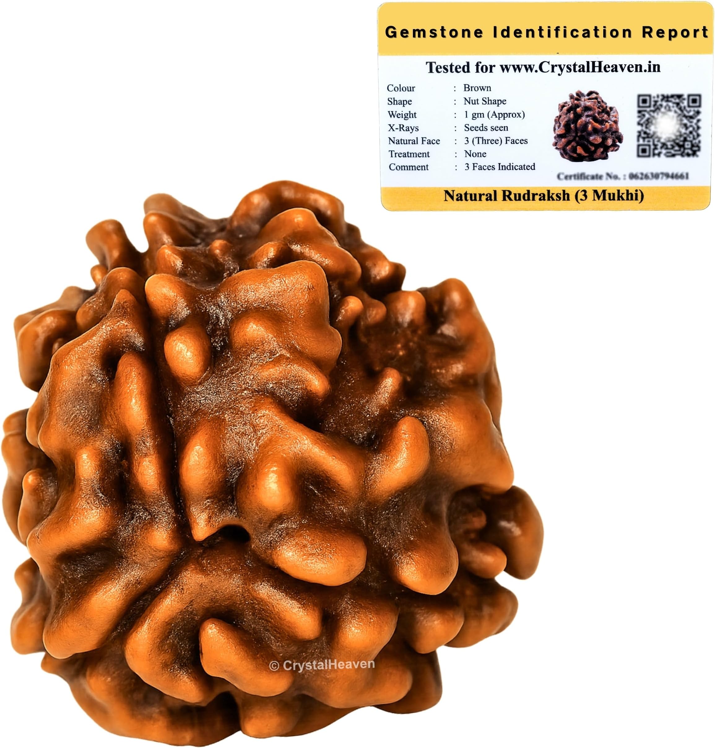 3 Mukhi Rudraksha Original Certified Bead - Natural Indian 3 Mukhi Rudraks for Meditation and Prayer, Protection, Chakra Balancing, Spiritual Growth and DIY Pooja Supplies