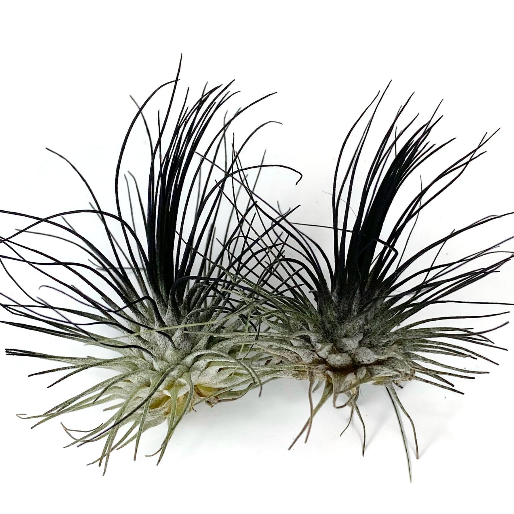 Thin Air Plant, Guatemala Tillandsia Live Airplant, Healthy Arrival Guaranteed, Great Indoor Plant, Home Decor &amp; Gift (2 Black)