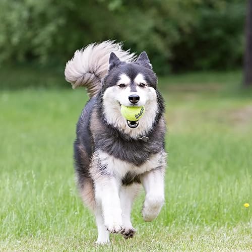 Miniatura 6 de KONG - Pelotas Squeakair (paquete de 6) - Pelotas de tenis chirriantes de primera calidad, suaves con los dientes - para perros medianos