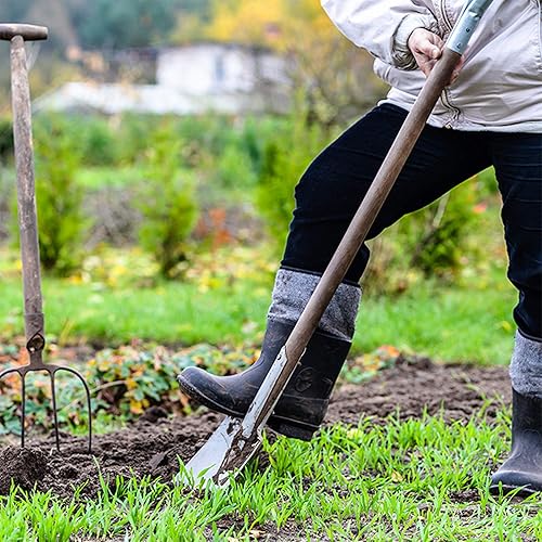 Vista 3 de Semillas de trébol carmesí (revestidas) – 5 libras – Cultivo de cobertura de jardín, sin OMG, polinizado abierto, perenne, reliquia – recubierto