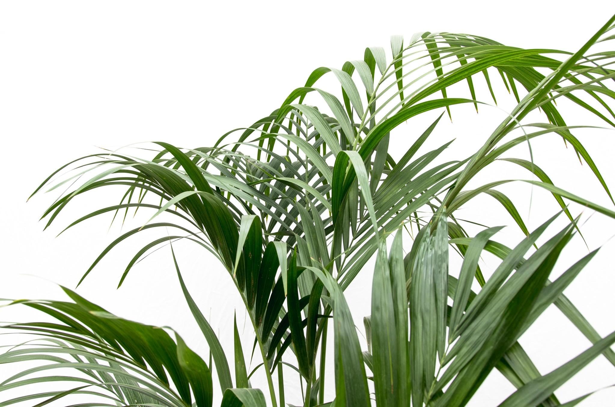 größte monstera Monstera deliciosa 180 cm XXL – große Fensterblattpflanze main image 0