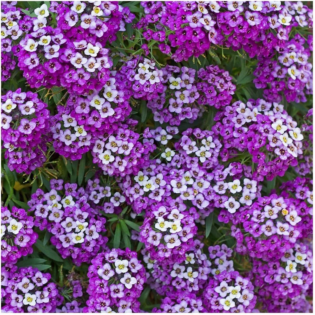 Everwilde Farms - 1/4 Lb Royal Carpet Sweet Alyssum Wildflower Seeds - Gold Vault