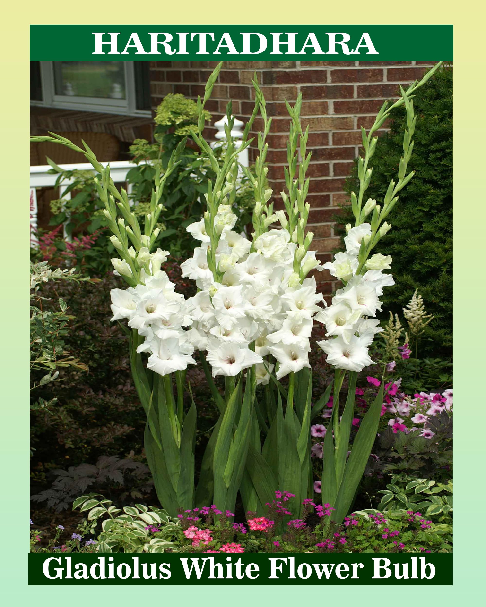 See full amazon price history chart for Haritadhara Gladiolus/Sword Lily White Flower Bulbs Best For Home Gardening(Pack of 2+1 Free Bulb) Special for Nature Lovers Haritadhara Gladiolus/Sword Lily White Flower Bulbs Best For Home Gardening(Pack of 2+1 Free Bulb) Special for Nature Lovers (B0BZ7RVBXM) Amazon Price History, Amazon Price Tracker