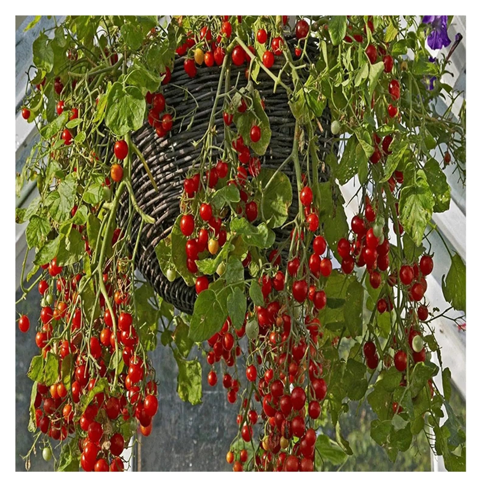 Vlies Pflanzgefäßfolie Korbeinlage for Blumen, 3 Stück, Blumentopfeinlage, Wiederverwendbare Filz-Pflanzgefäßeinlage for Hof, Outdoor, Gartendekoration, verhindert Vögel(White)
